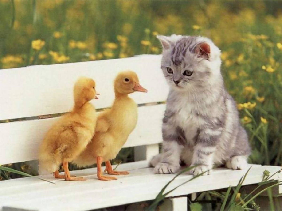 28 Of The Cutest Baby Animals 28 Of The Cutest Baby Animals