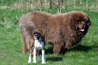 huge fluffy dog