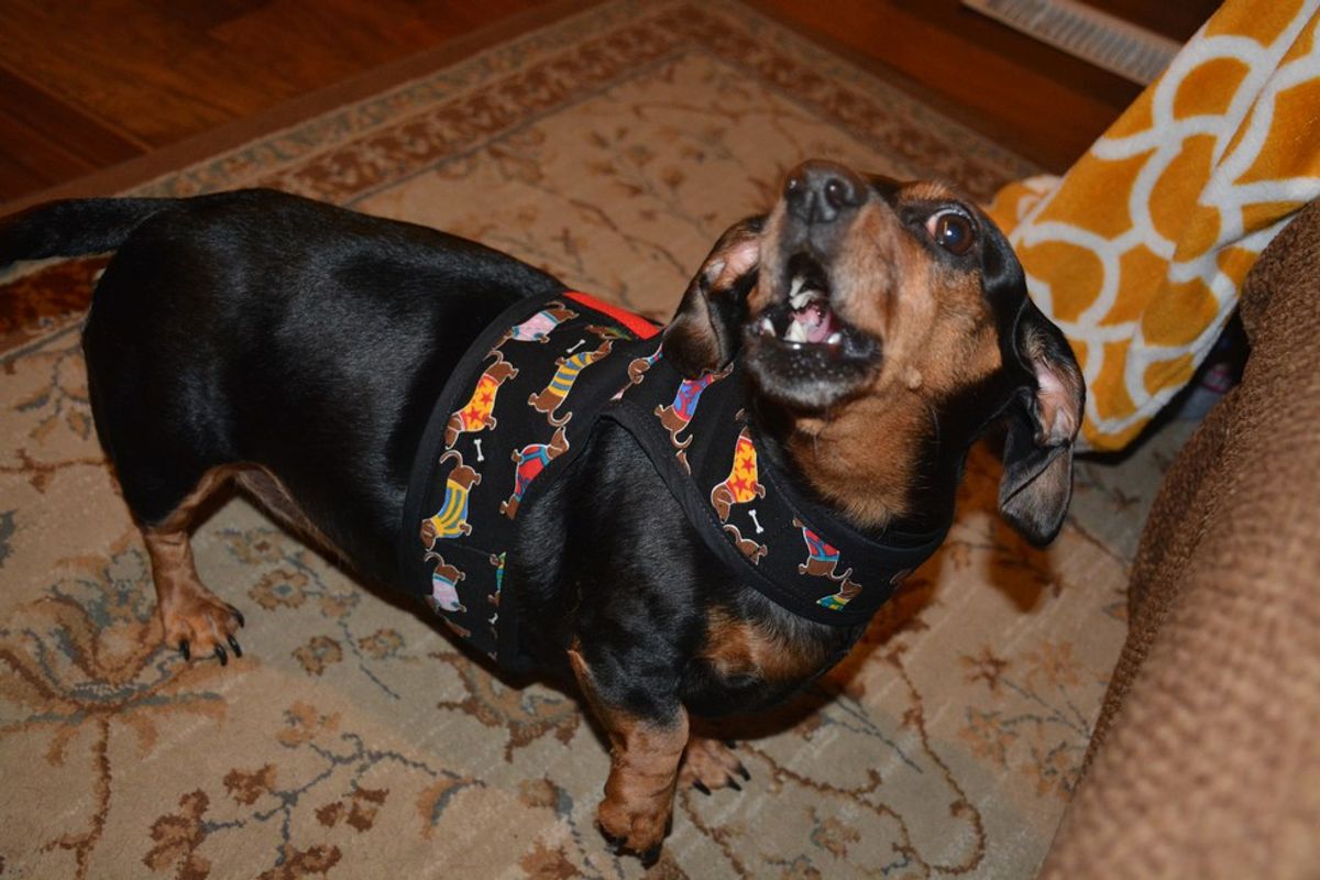 Dachshunds Why You Should Consider Getting One.