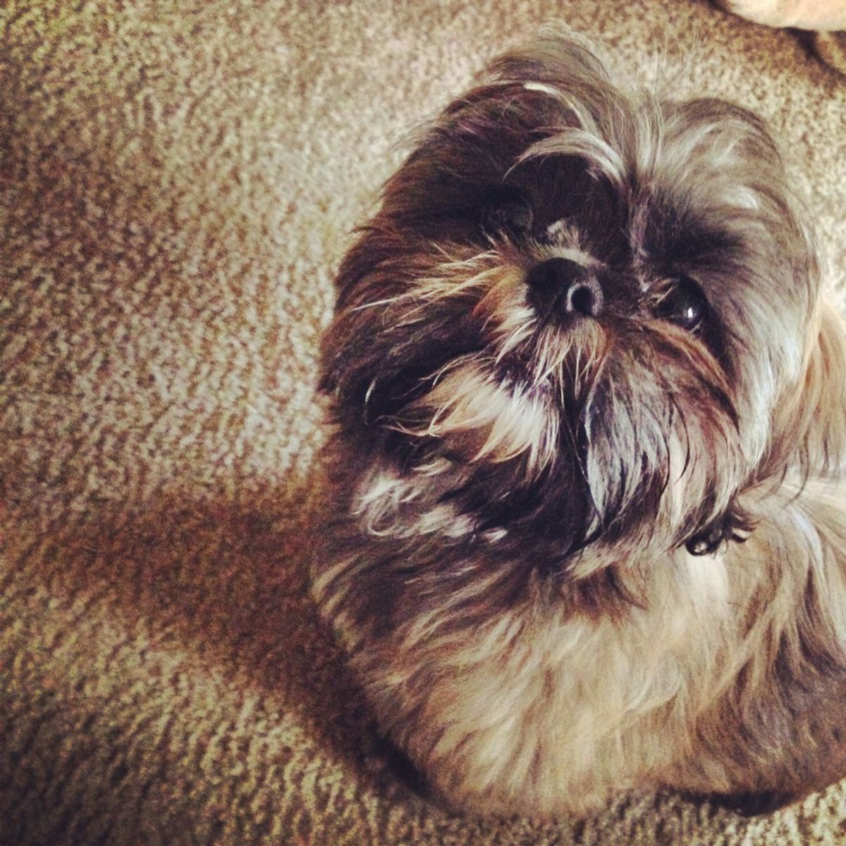 5 Reasons Why Shih Tzu's Are The Best Dogs