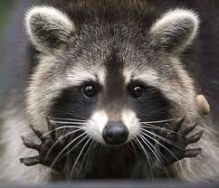 where is it legal to have a pet raccoon