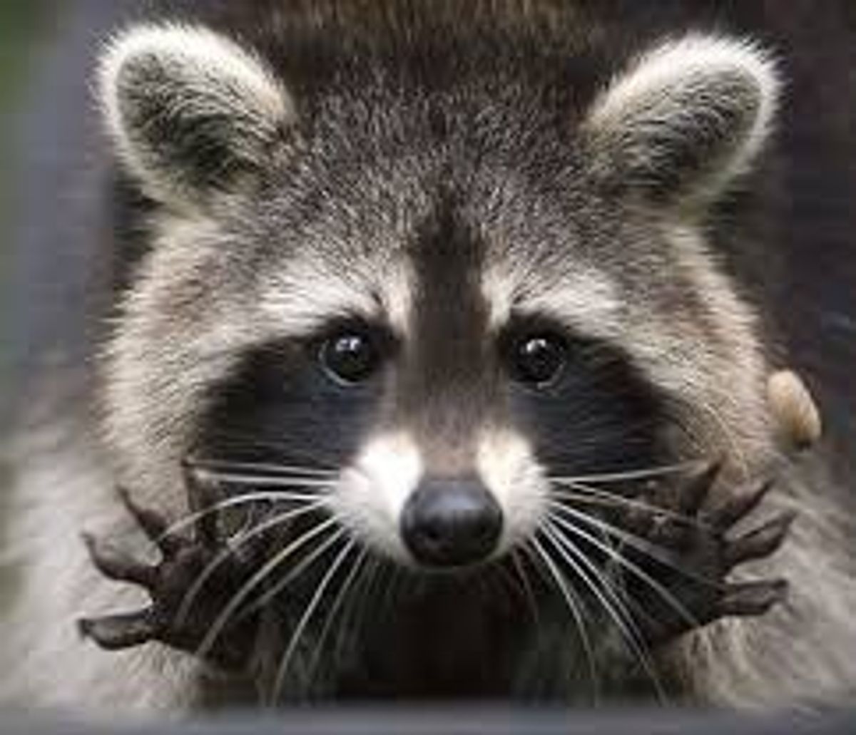 15-reasons-why-you-should-have-a-pet-raccoon