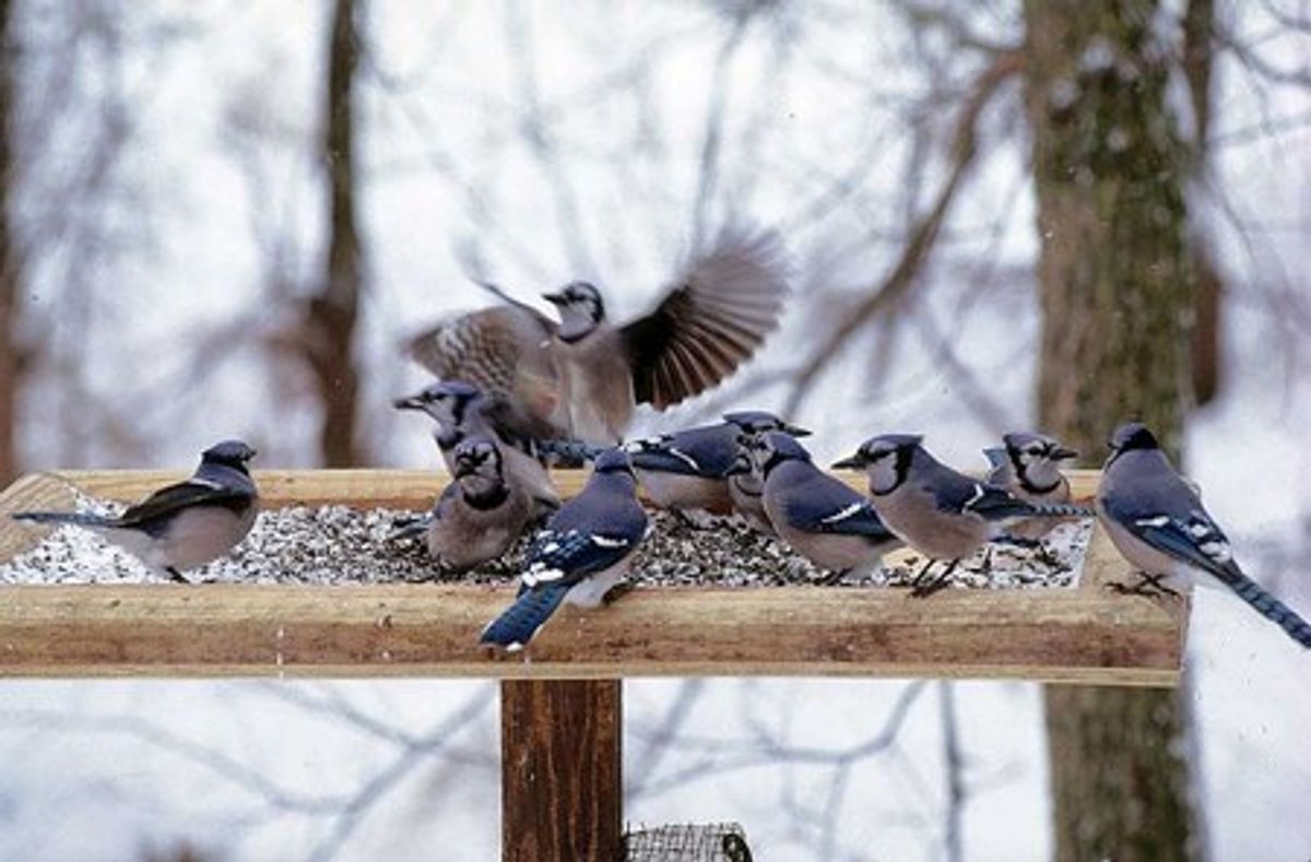 What You Should Know About Feeding Birds In The Winter