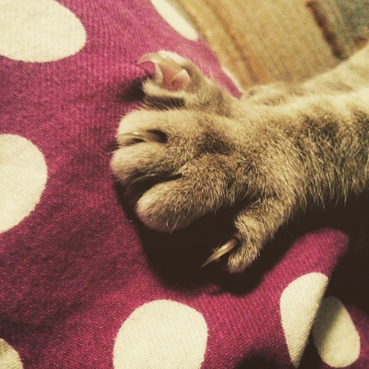 Why You Should Not Declaw Your Cat