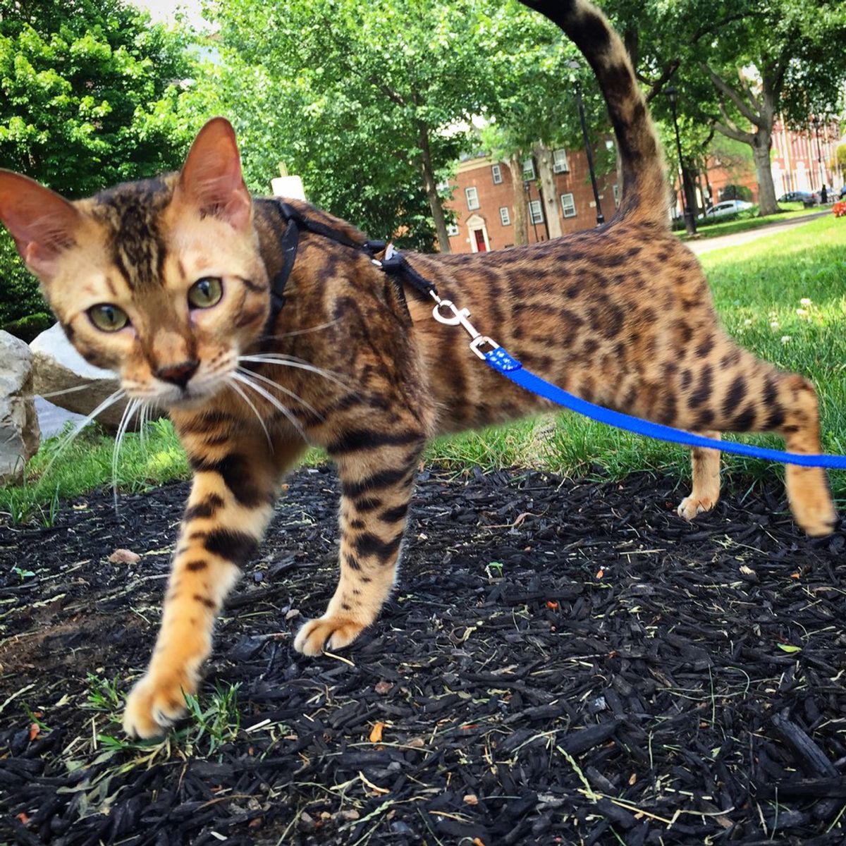 10 Reasons You Should Get a Bengal Cat