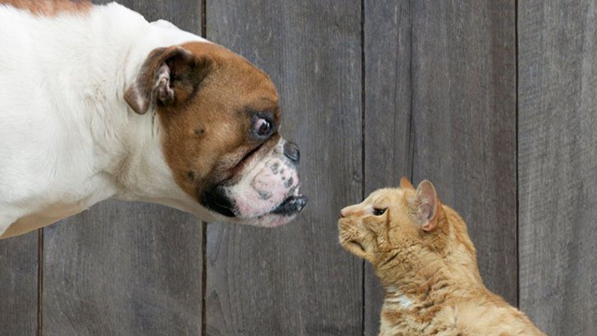 11 Reasons Why Cats Are Better Than Dogs
