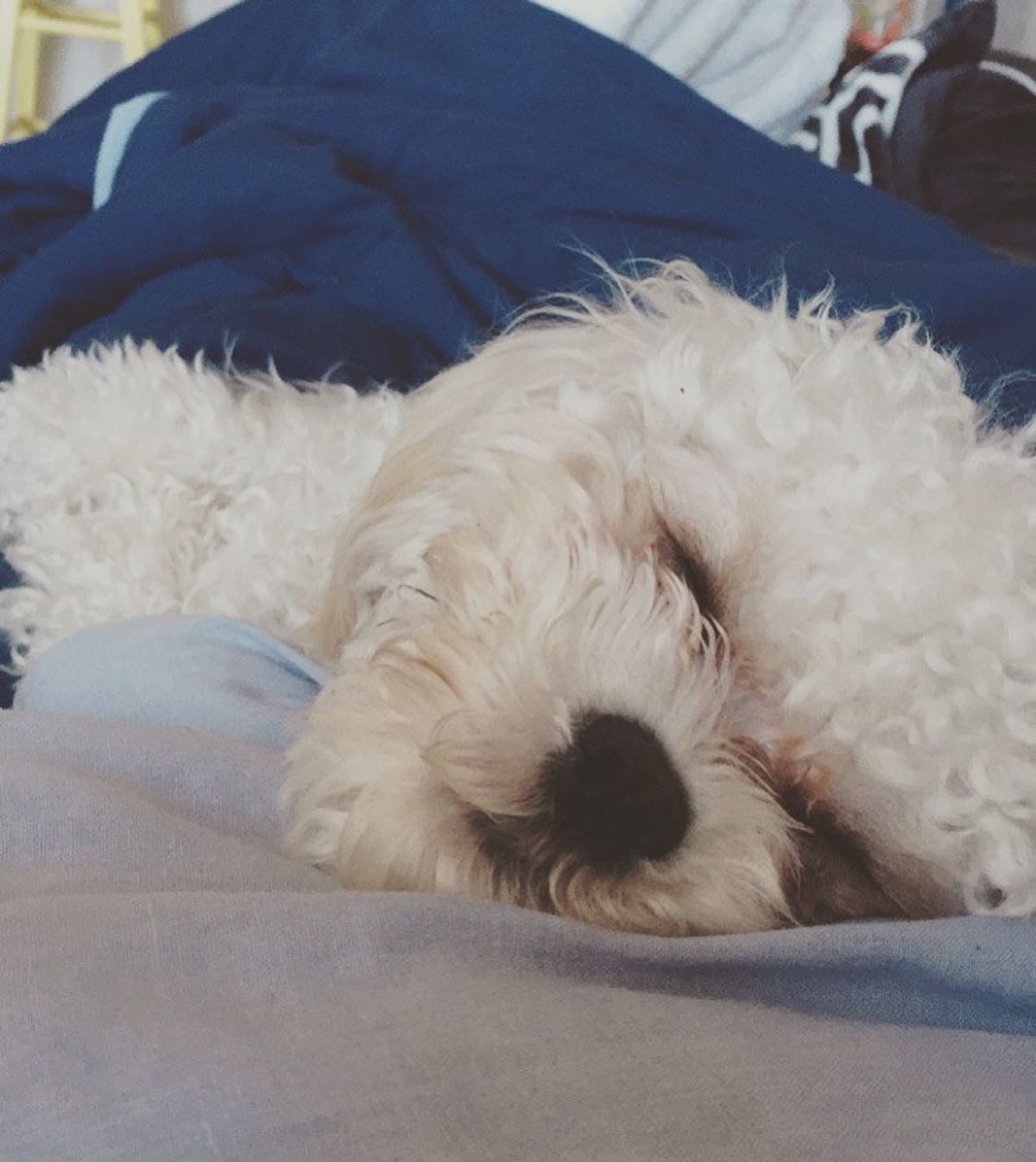 5 Reasons Why Owning A Dog In College Is The Best