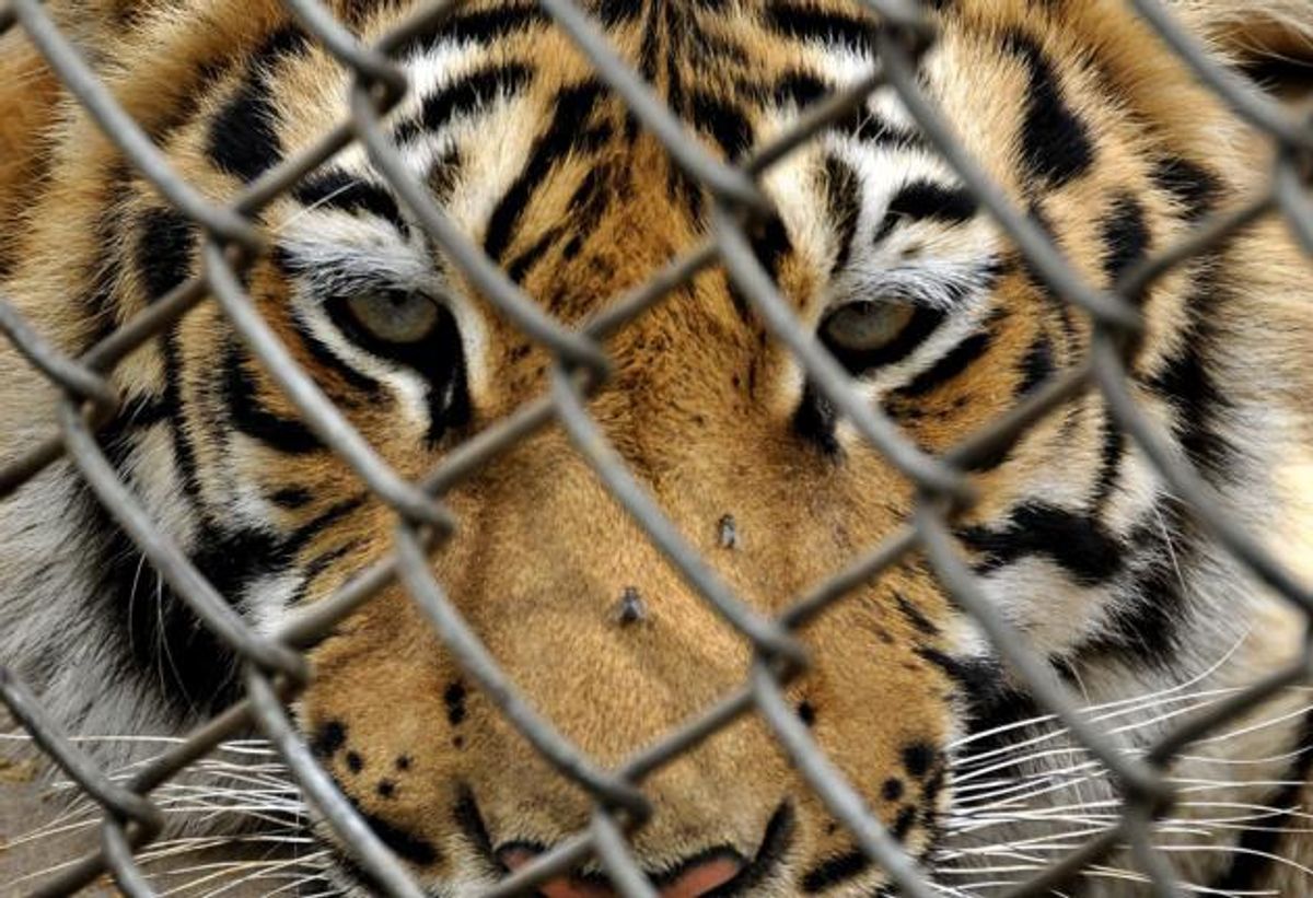 Why The Treatment Of Animals Is A Growing Problem At Zoos