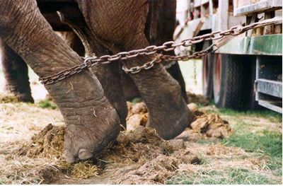 Animals Should Not Be Used For Our Entertainment Animals Should Not Be Used For Our Entertainment