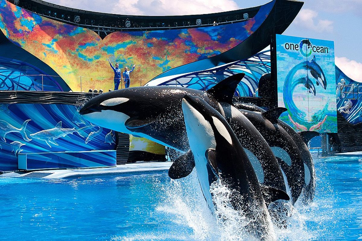 SeaWorld To End Orca Shows And Breeding