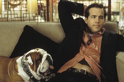 van wilder bulldog balls