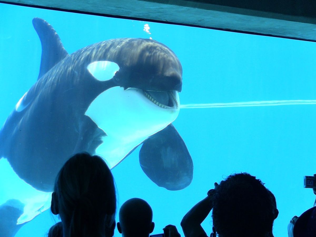 Why I'm Still Not Impressed With SeaWorld