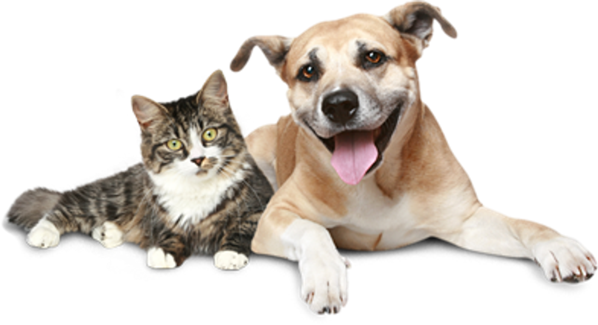 Why Pet Friends Are The Best Friends