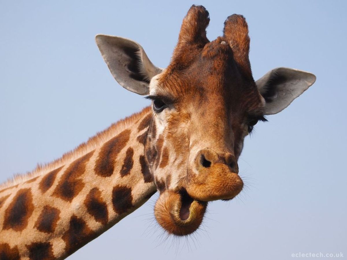 7 Fun Facts That Will Change How You View Giraffes