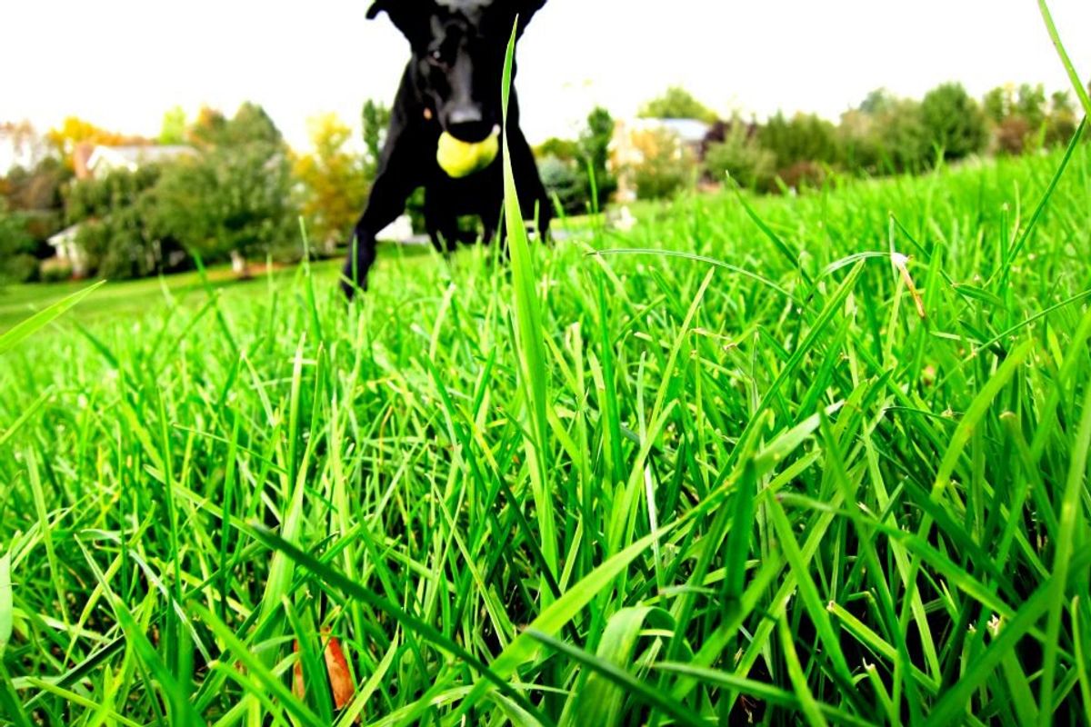 20 Signs You Are A Little Too Obsessed With Your Dog