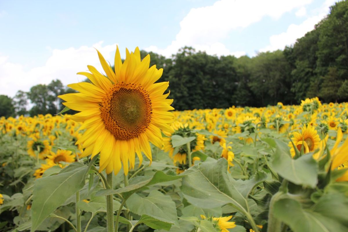 Stop And Smell The Sunflowers
