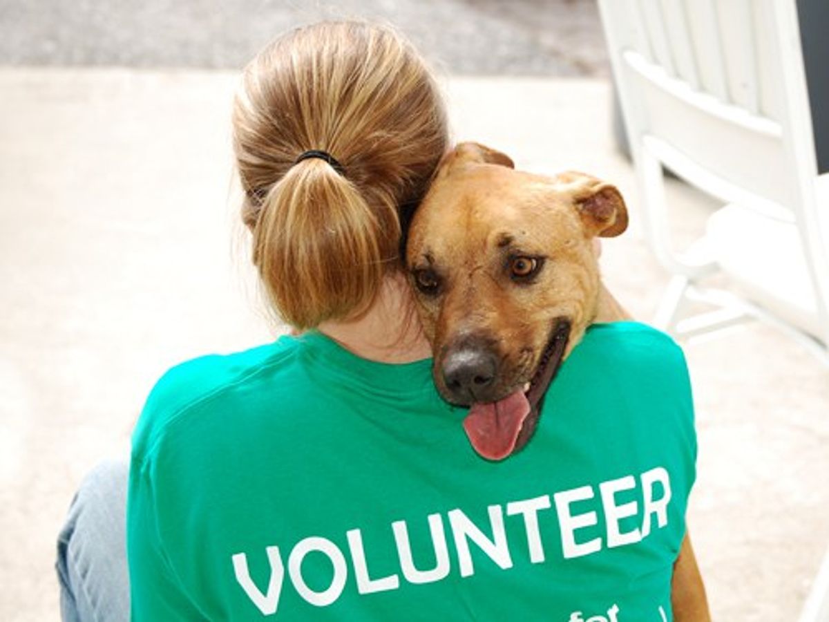 animal-shelter-small-donations-help-so-does-giving-your-time