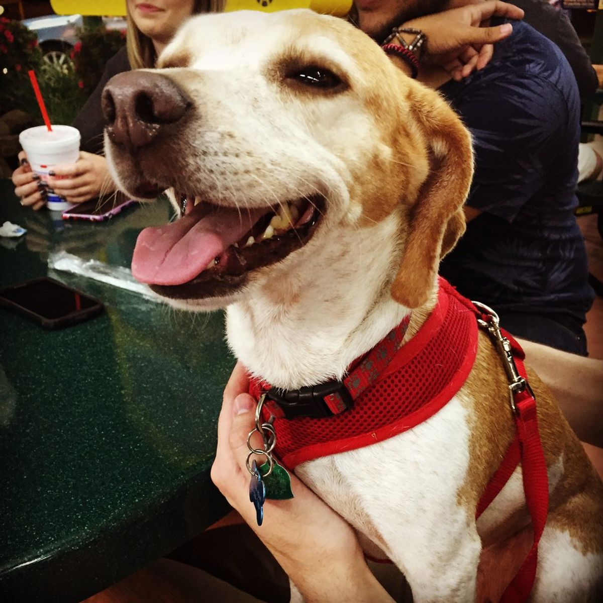 Pros And Cons Of Owning A Dog In College