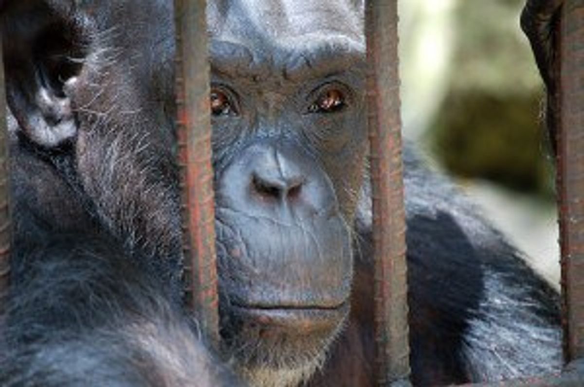 5 Reasons I Don't Go To Zoos