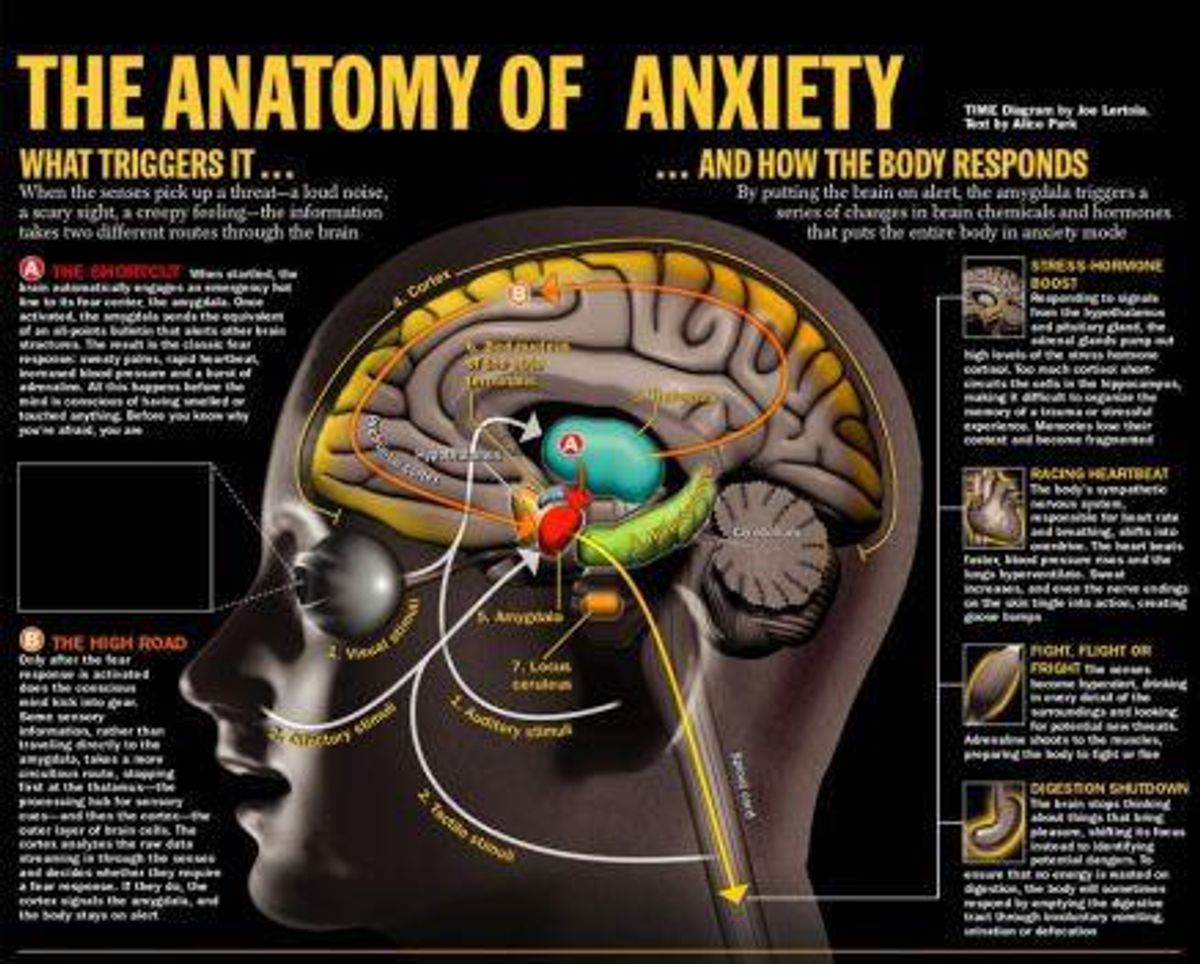 What Does Anxiety Look Like In The Brain