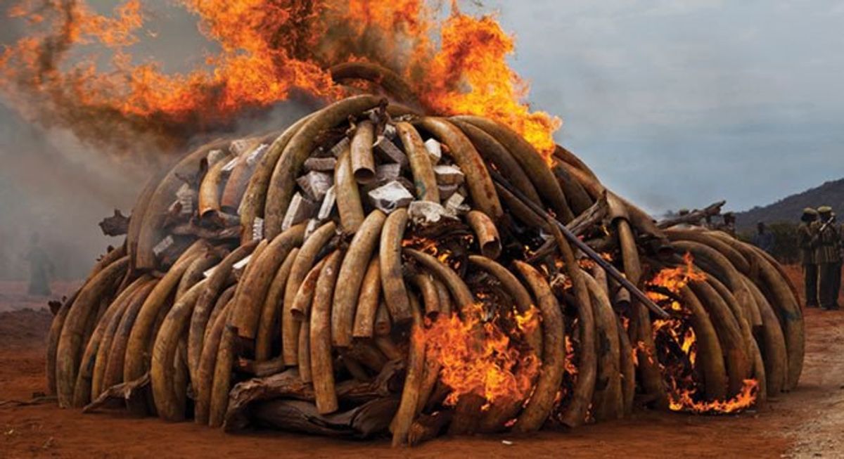 Fire For Elephants: Kenya's Effort To Combat Poaching