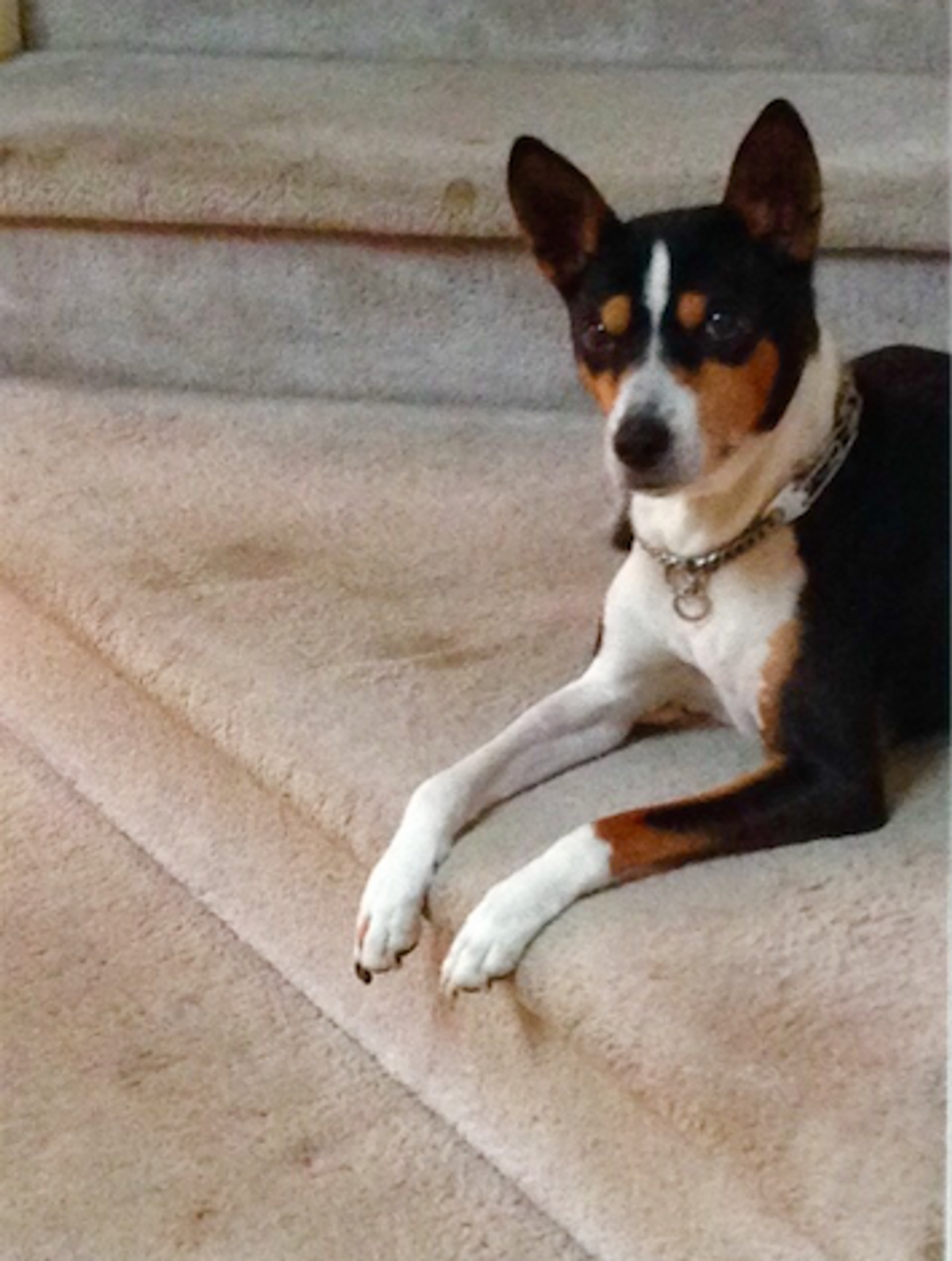 13 Reasons Why Basenjis Are the Best Dogs