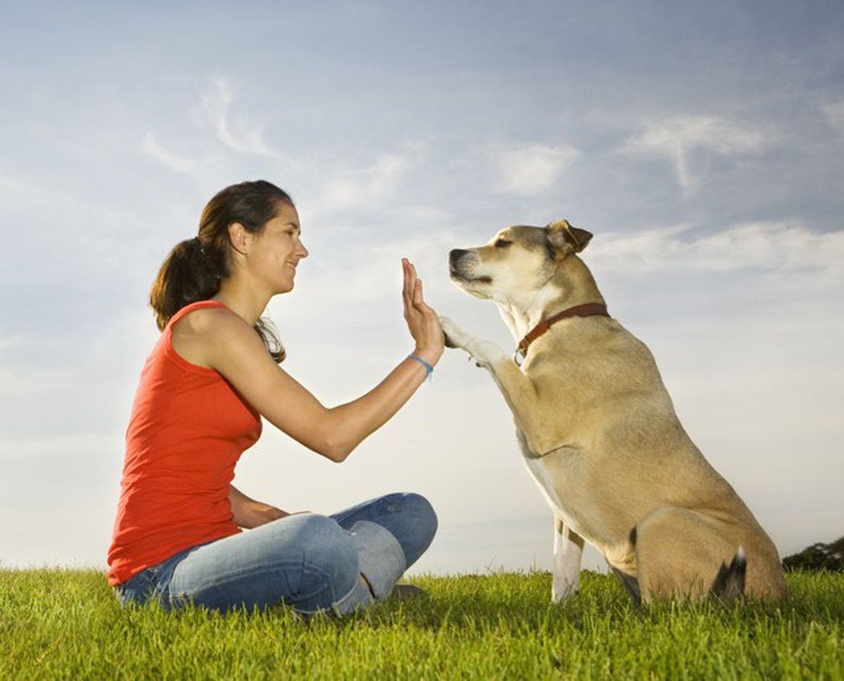 5 Things To Thank Your Dog For