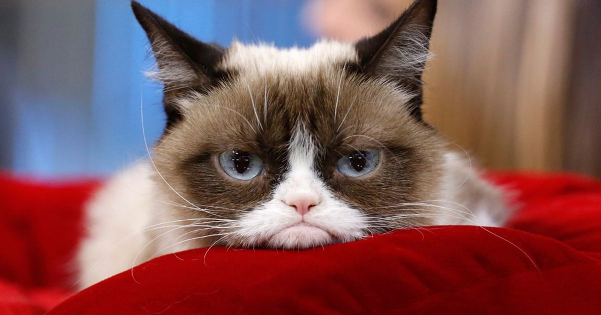Top 10 Grumpy Cat Memes
