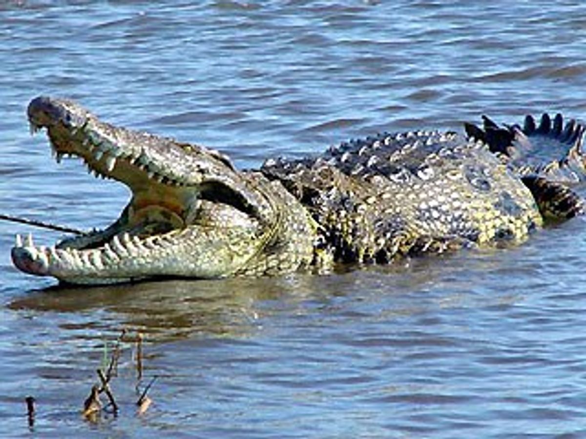 Nile Crocodiles Threaten Indigenous Lands After Slithering Into Florida