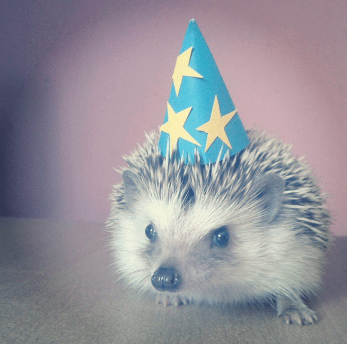 19 Reasons Why Hedgehogs Are The Cutest Things In The World