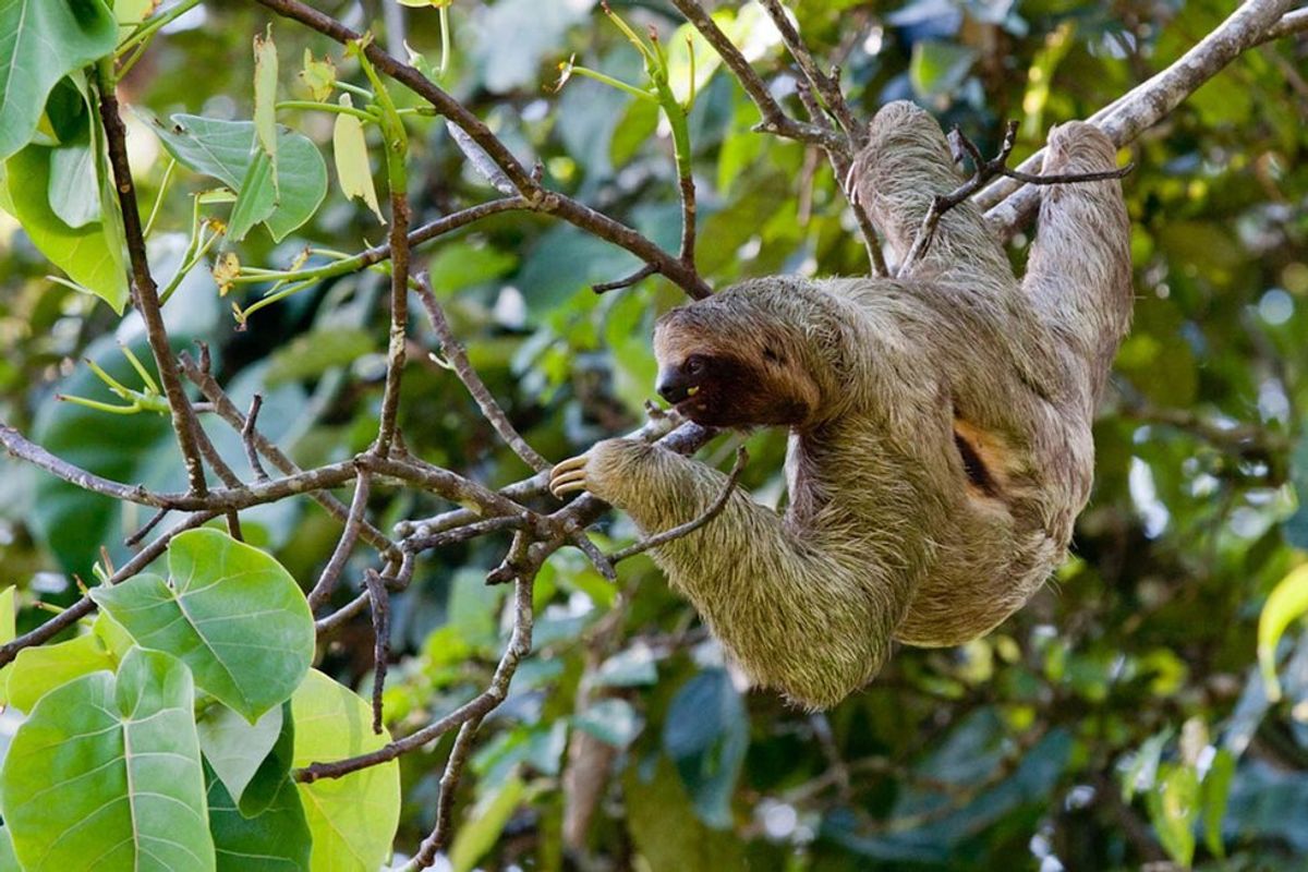 Let S Stop Pretending Sloths Are Cute