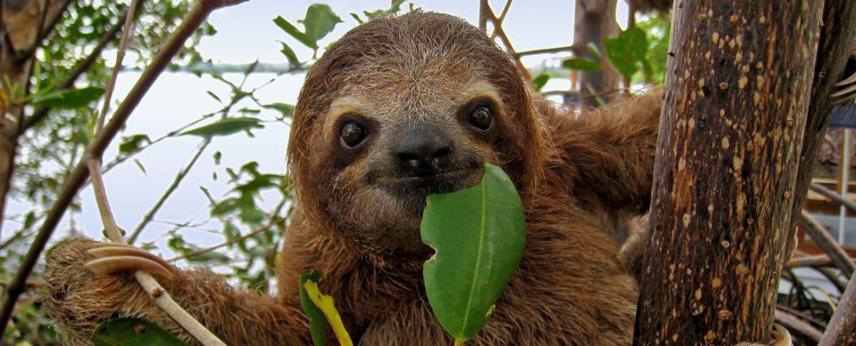 9 Sloth Facts to Brighten Your Day!
