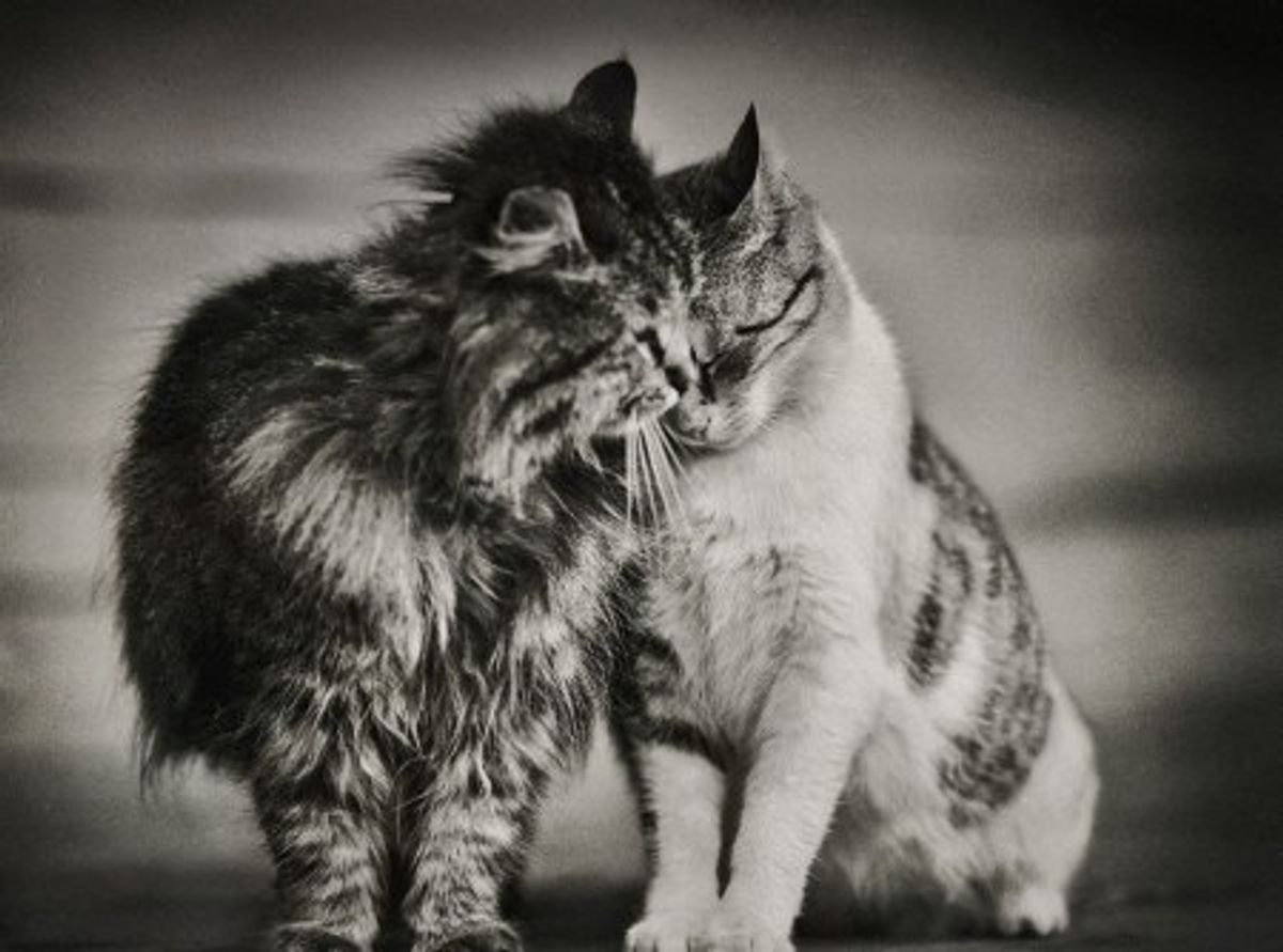 5 Reasons Why Cats Are The Best