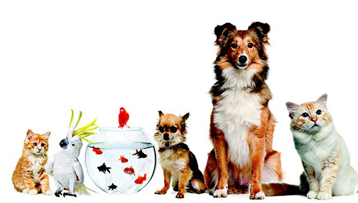 10 Reasons Why Colleges Should Allow Pets