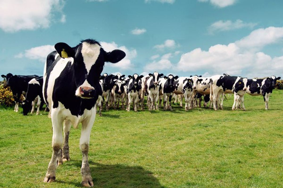 20 Facts About Dairy Farms