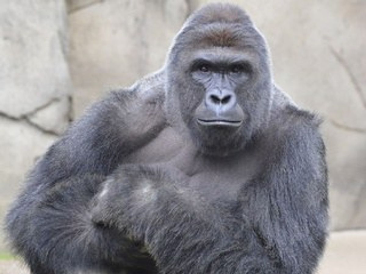 The Death Of Harambe: Who Is Ultimately To Blame?