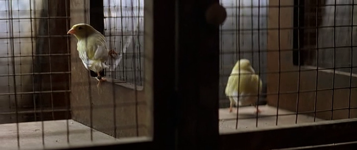 The Cross And The Crushed Birds