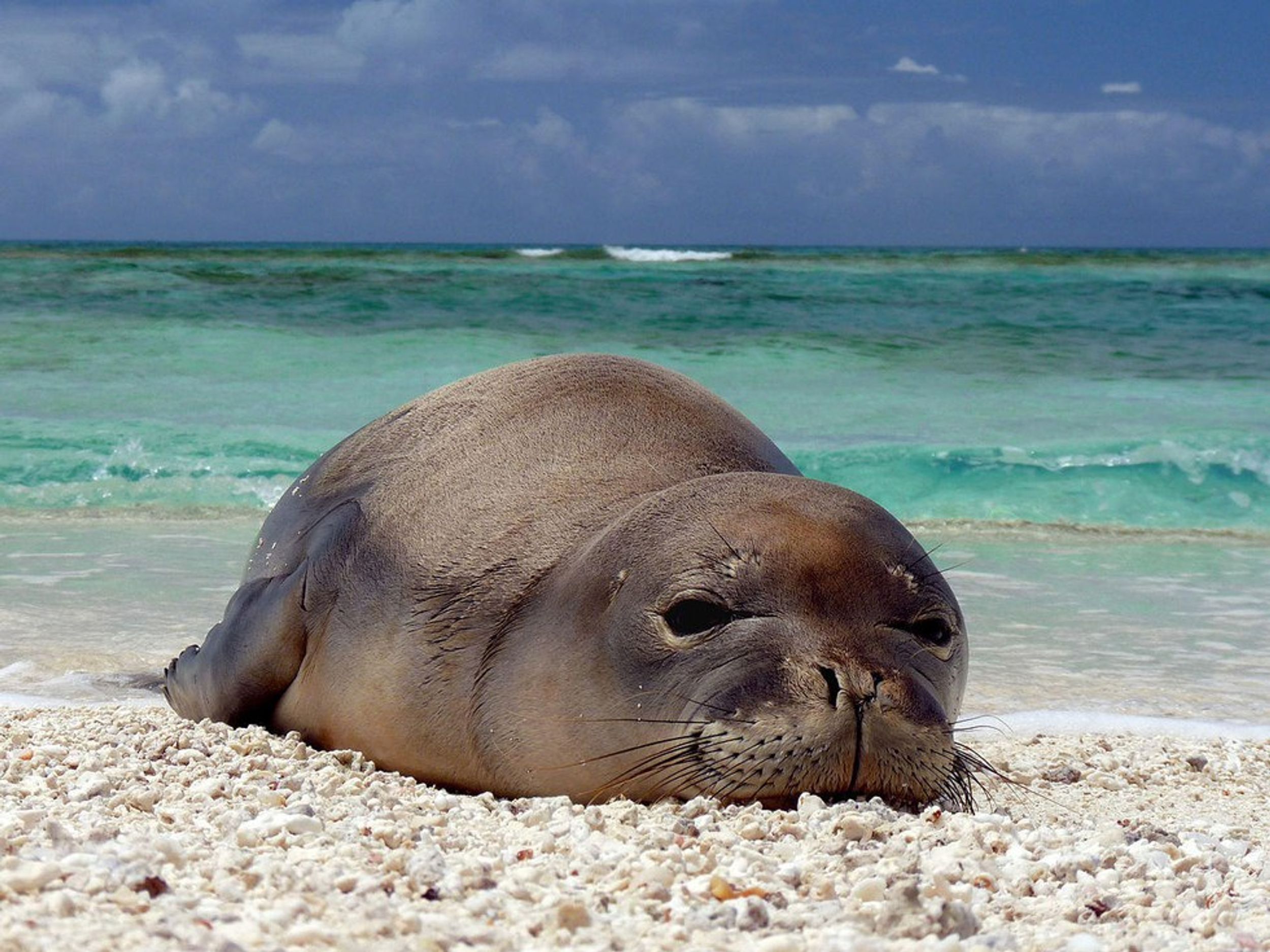 Save The Hawaiian Monk Seals
