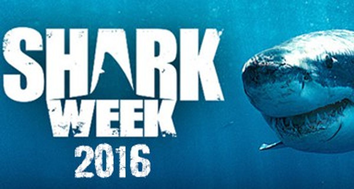 How To Prepare For Shark Week 2016