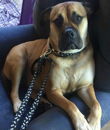 owning an aggressive dog