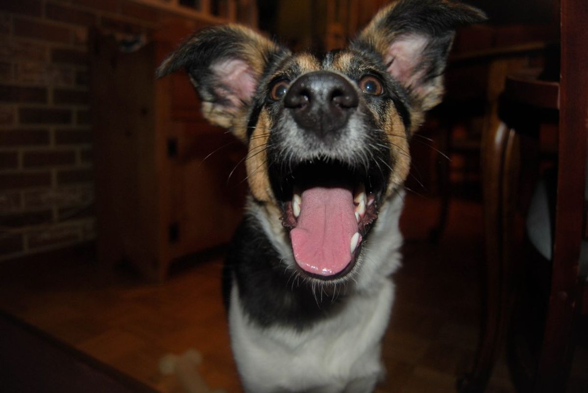 8 Reasons Why Dogs Are the Best Pets