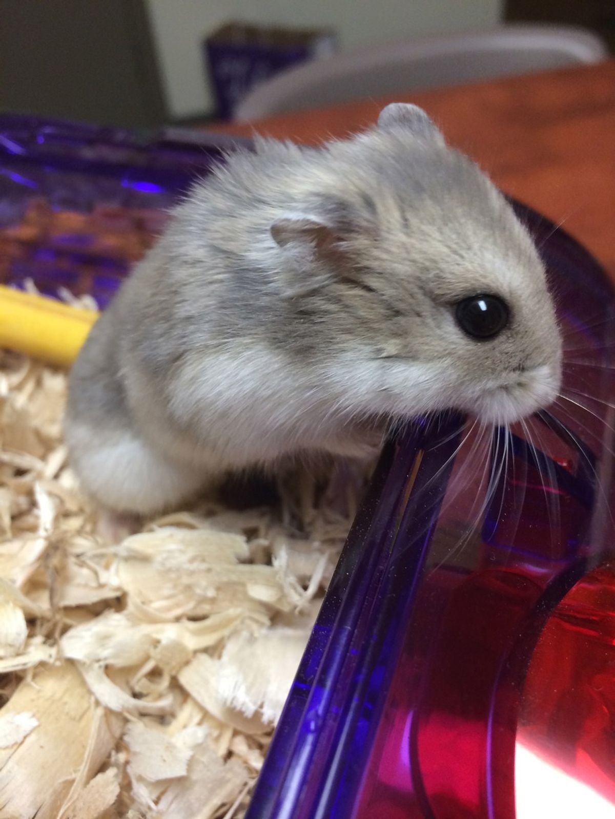 12 Reasons Why Having a Pet Hamster is the Best