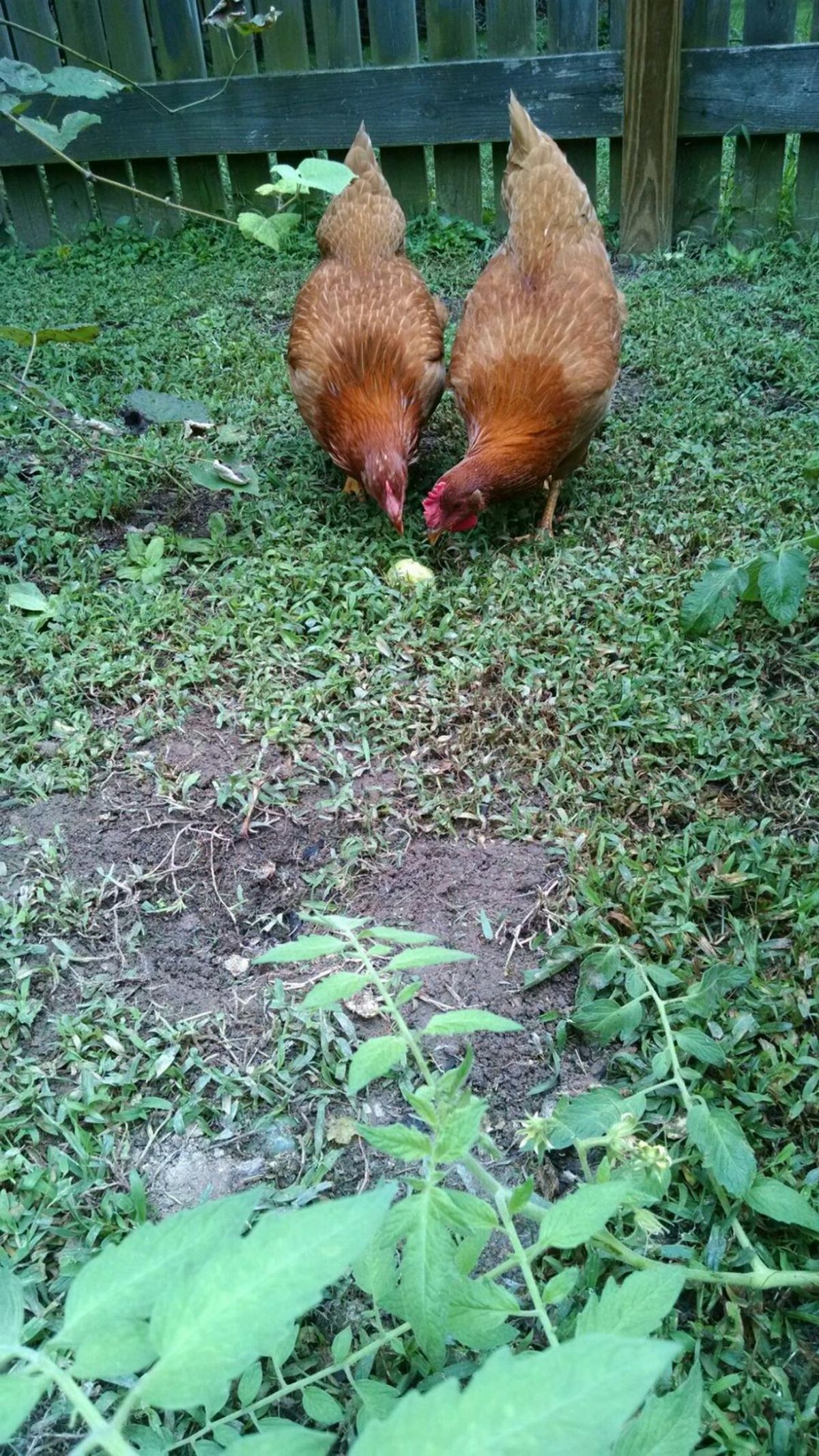 The Top Ten Reasons Why Chickens Make The Best Pets