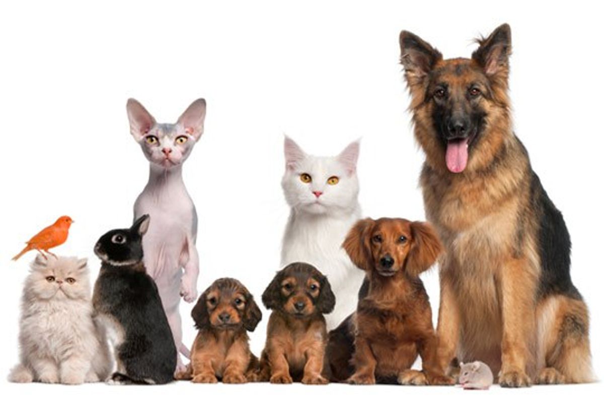 7 Reasons Why You Should Have A Pet