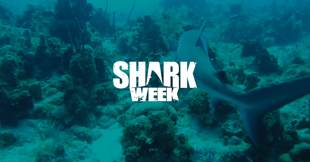 60 Facts I Learned While Watching Shark Week