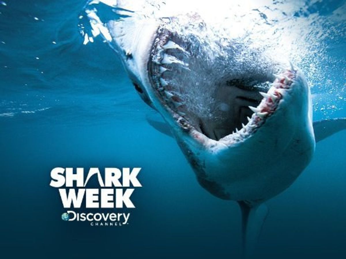 Why You Should Watch Shark Week Every Year