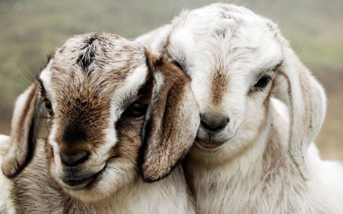 Reasons Why Goats Are The Best Animals