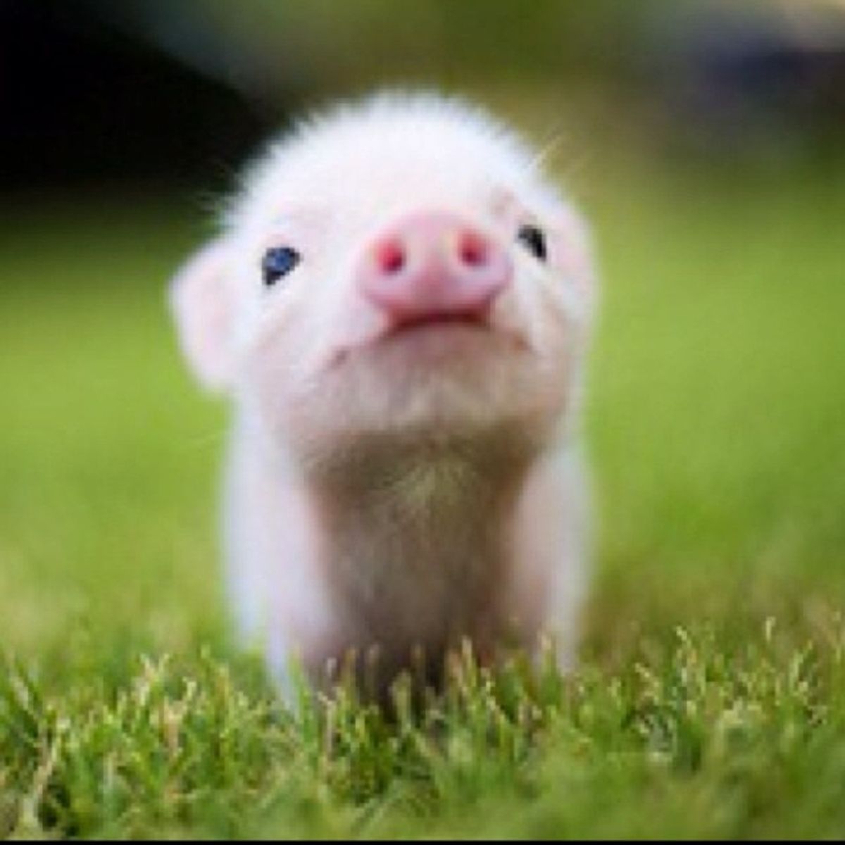 An Open Letter To My Parents: Why We Need A Pet Mini Pig