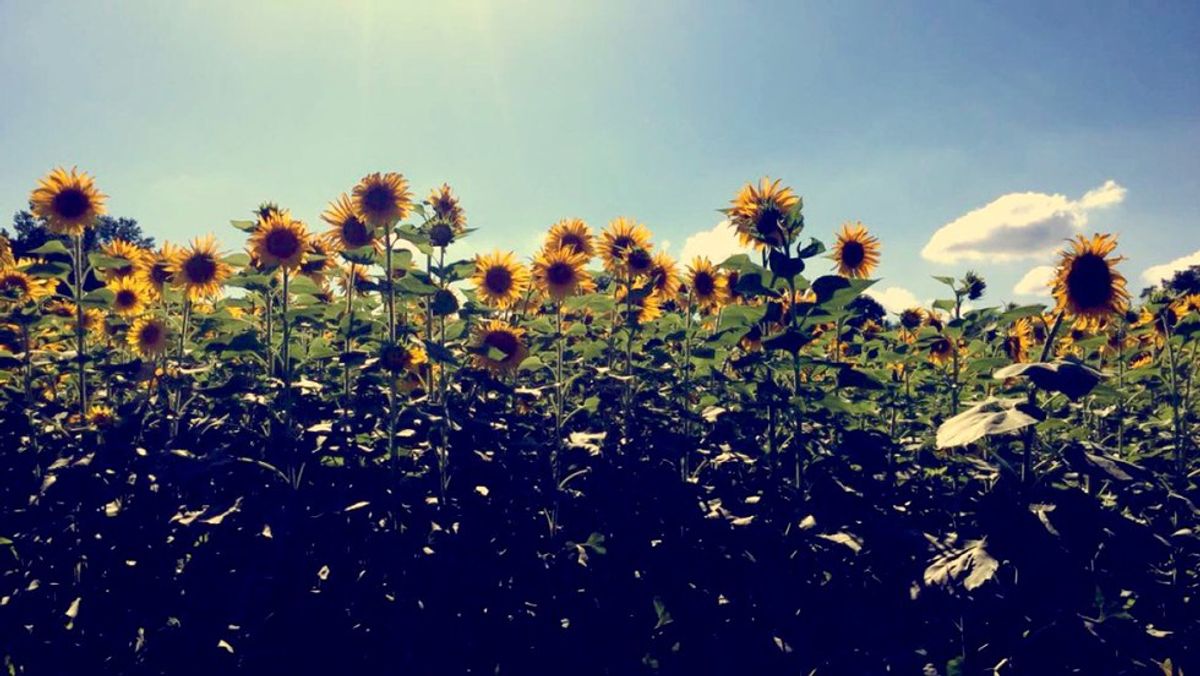 5 Reasons To Love Sunflowers