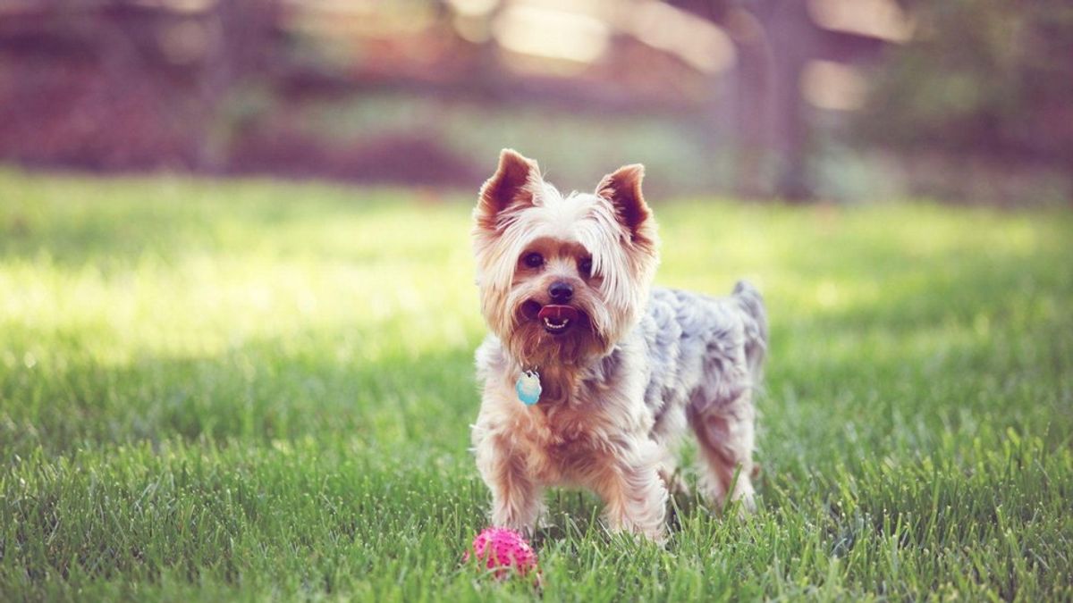 Why Yorkies Are One of The Most Interesting Dogs